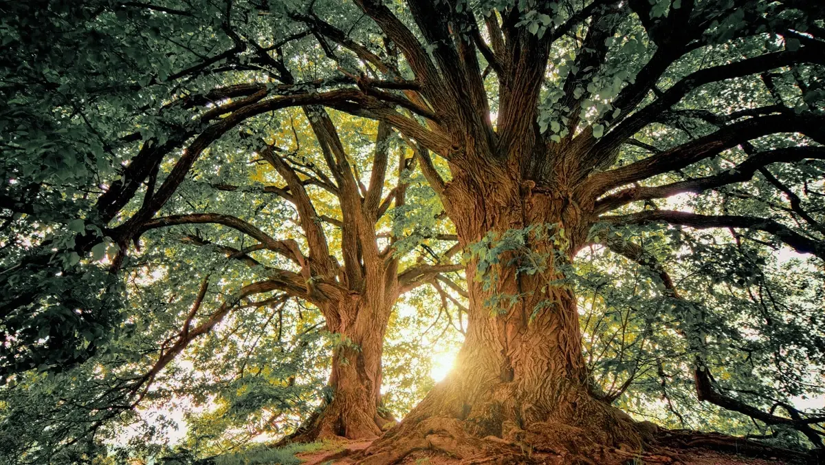 Due grandi alberi con le radici in vista e il sole tra le foglie, simbolo di appartenenza nella metagenealogia