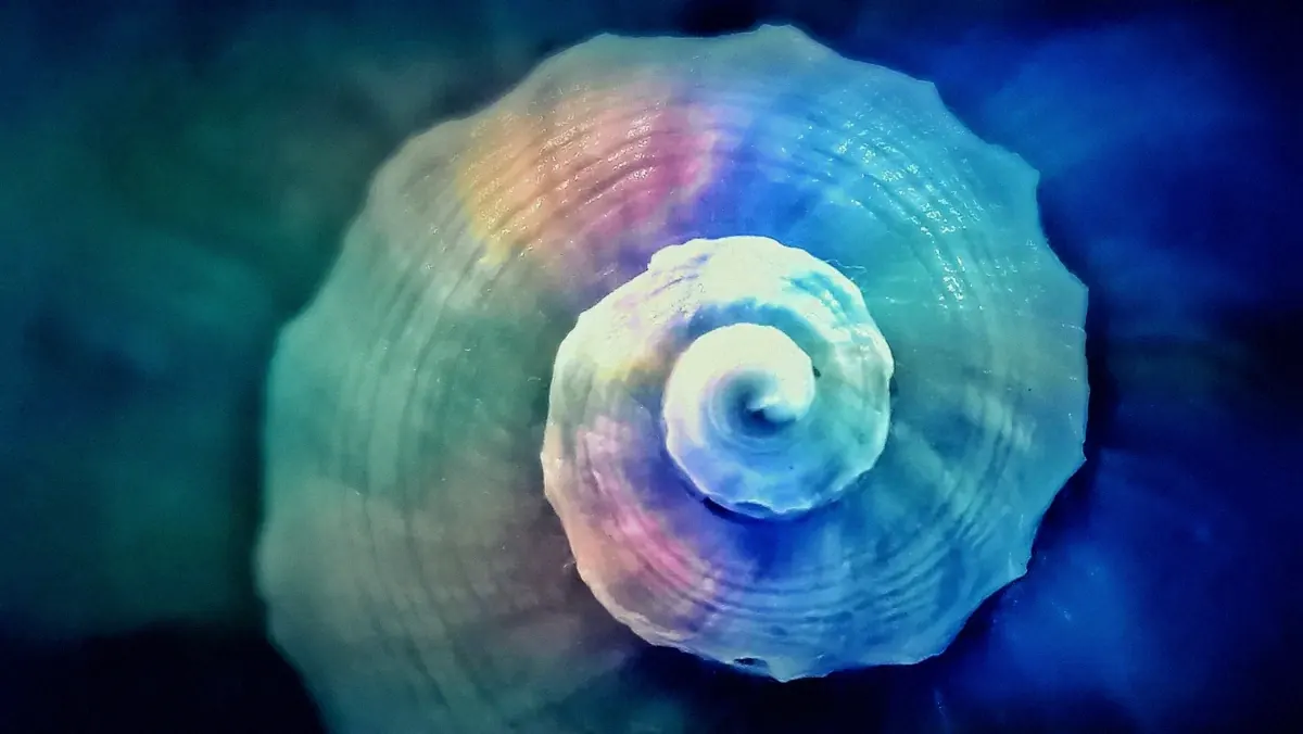 Una conchiglia a spirale vista dall’alto, con riflessi iridescenti dal verde al blu e al rosa, in cui la geometria sacra si manifesta